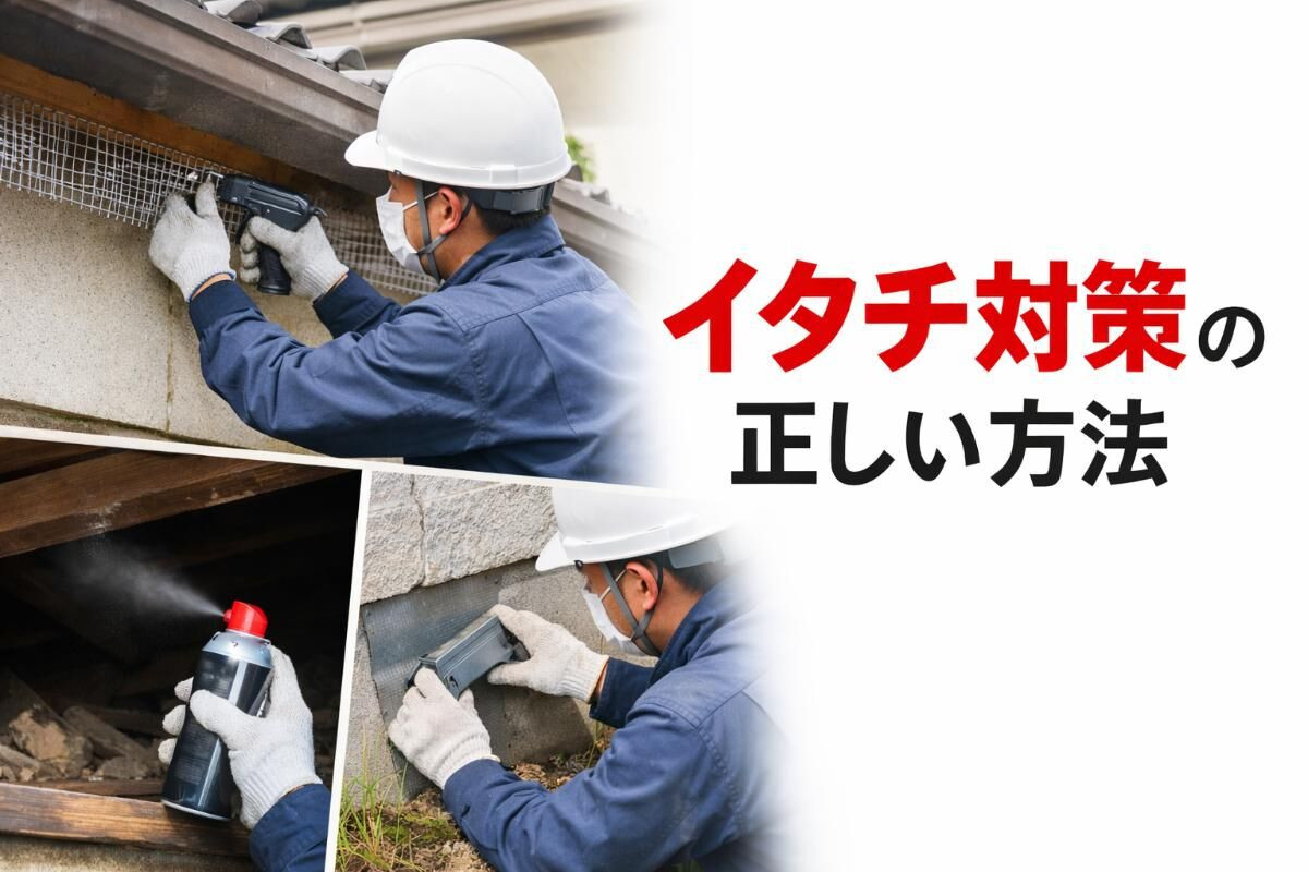 害獣駆除のイタチ対策正しい方法と対策ステップ！被害判別・費用・業者選びまで解説