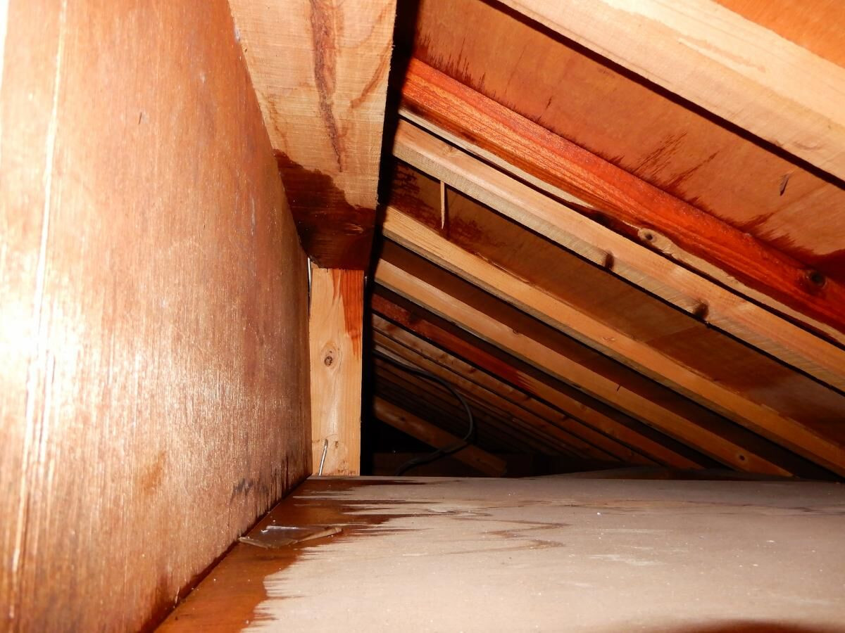 害獣駆除に関する屋根裏の侵入経路と封鎖方法を徹底解説！