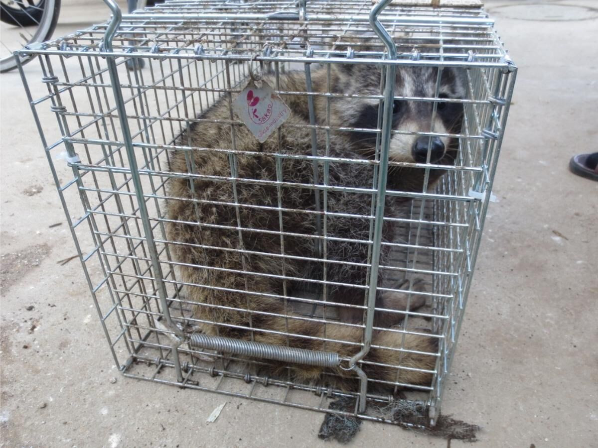 アライグマの害獣駆除の効果的な対策方法と実践方法を解説！