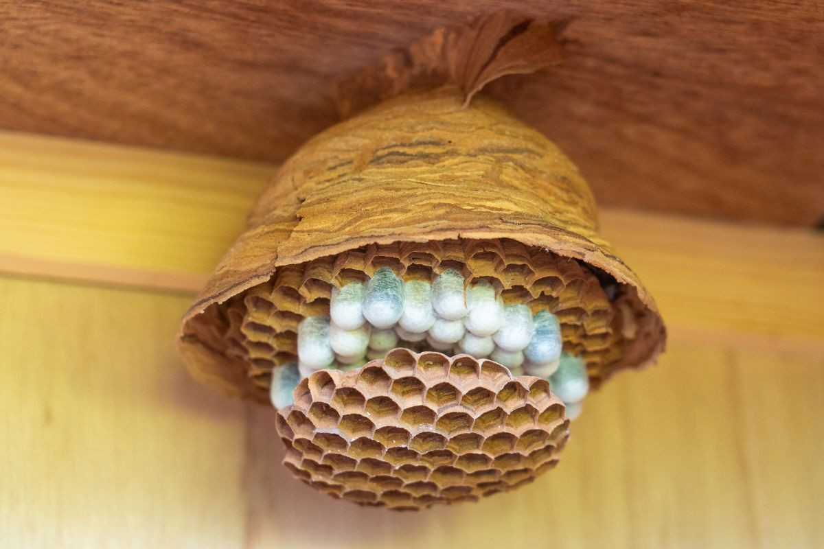 市川市の害獣駆除完全ガイド！ネズミ・ハクビシン・アライグマ被害と対策法を解説