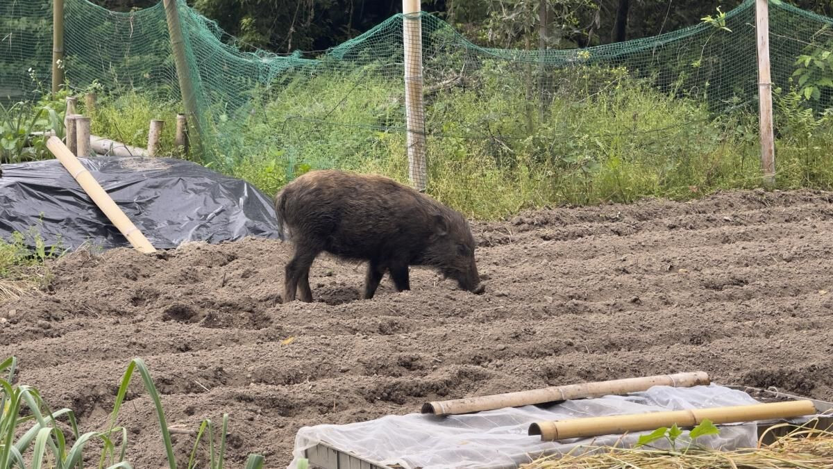 害獣駆除のためのパチンコの合法活用法とは？有害鳥獣撃退に効く対策