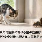ネズミ駆除における猫の効果は？限界や安全対策も押さえて再発防止へ！