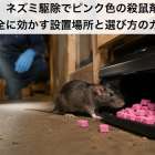 ネズミ駆除でピンク色の殺鼠剤を安全に効かす設置場所と選び方のガイド！